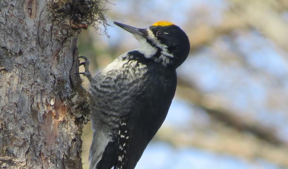 Male Black-backed Woodpecker by Joan Collins