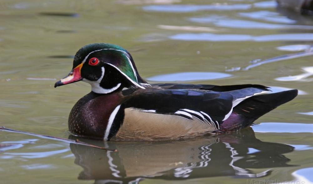 Wood Duck by Larry Master
