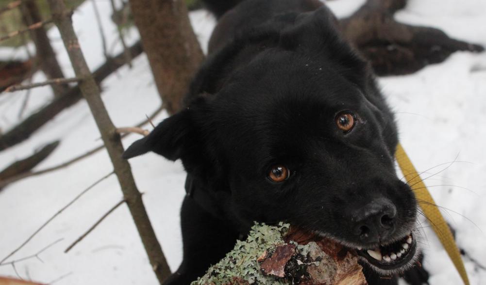 Even man's best friend loves Mount Jo.