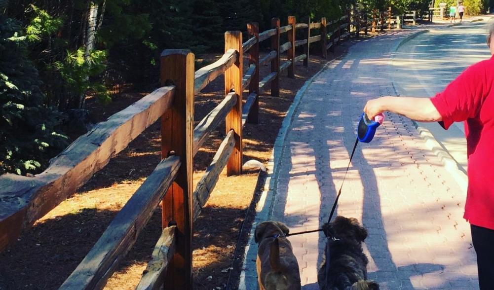 We are absolutely a dog town - when you get to Main Street, your furry pets will even find several stores have water bowls out for them!