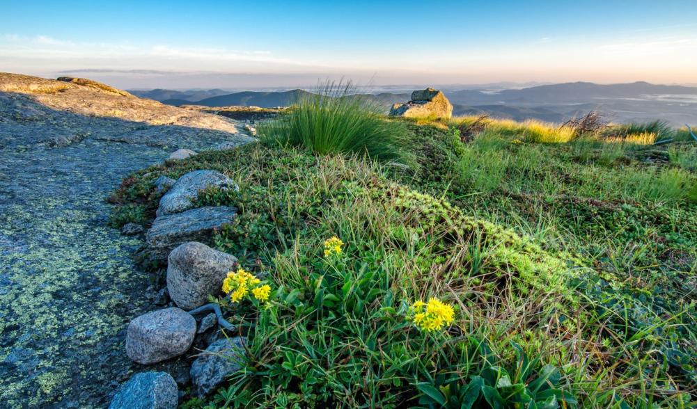 An alpine garden on Algonquin. Photo by Brendan Wiltse.