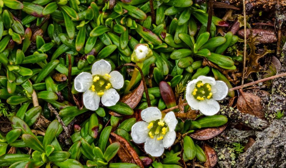 Diapensia is a good example of an alpine plant with a pincushion growing pattern and waxy leaves. Photo by Brendan Wiltse.