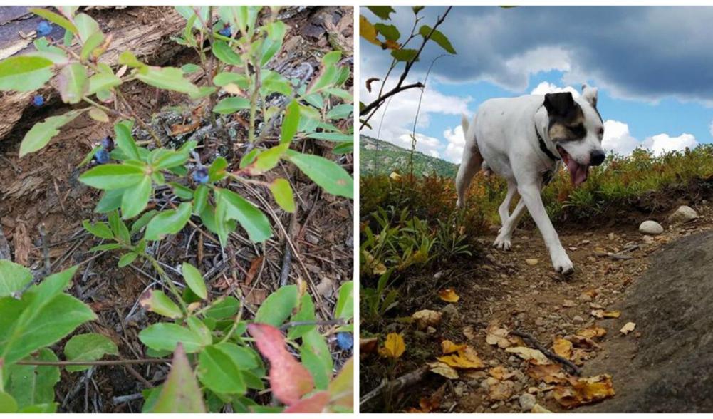 Even the pup, Sam, finds and enjoys the wild blueberries!