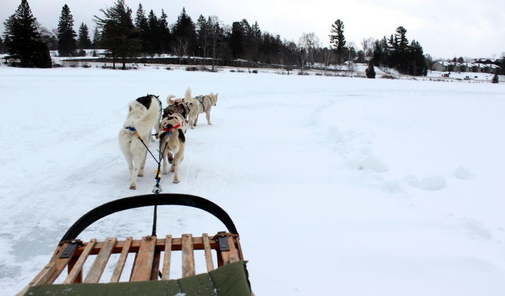 A team of six dogs is sufficient for pulling people across Mirror Lake.