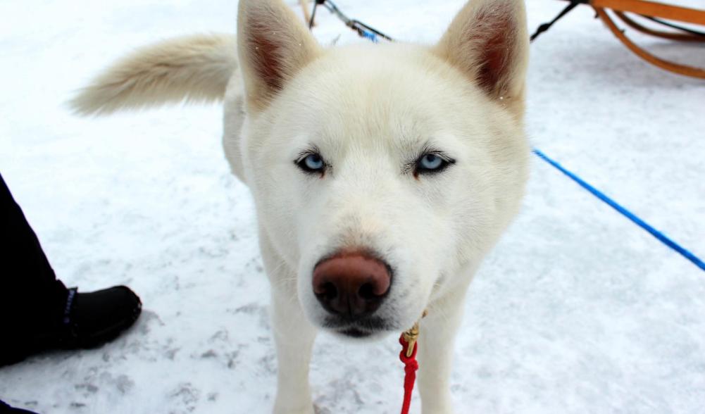 Just look at those baby blues!