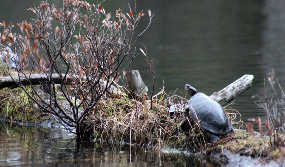 There's more to see than wildflowers in the Adirondacks.