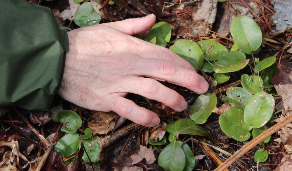 Wintergreen is common along Adirondack trails.