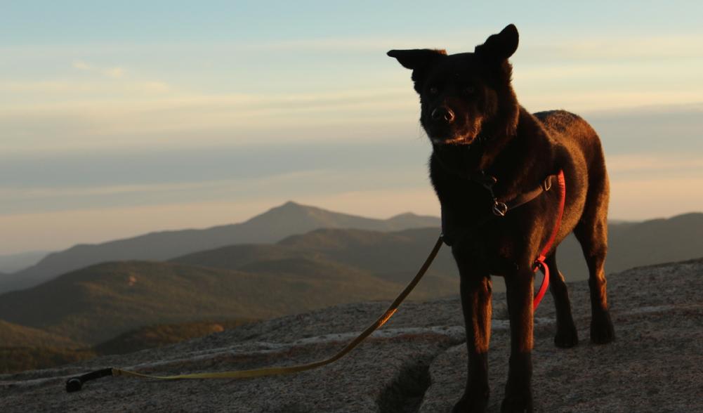 A leashed dog is a happy dog.