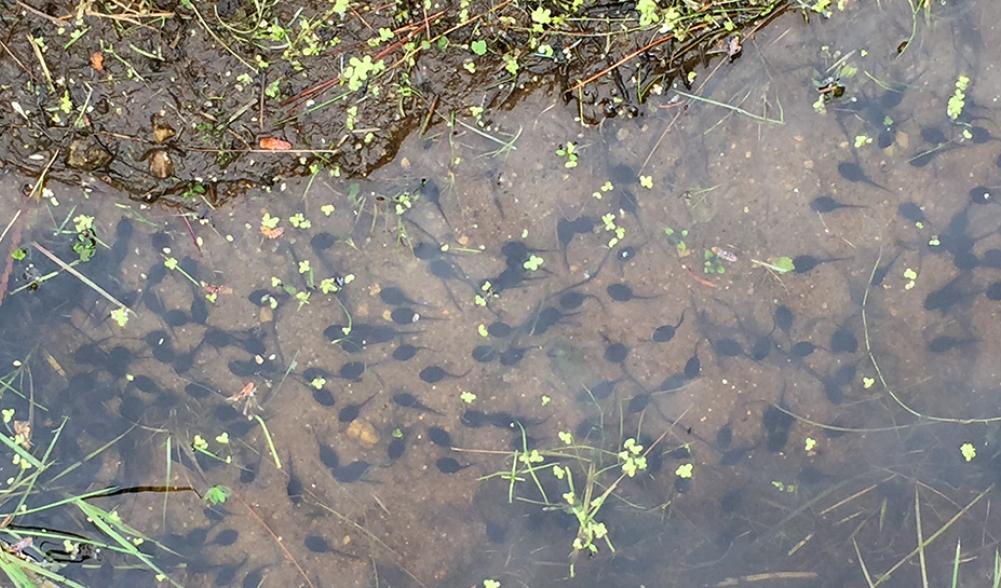 Tadpole-friendly water hazard.