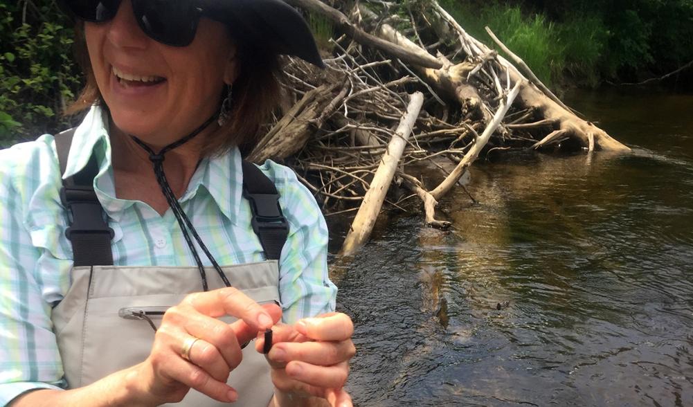 Helene shows us that this stick found under water is actually an insect.