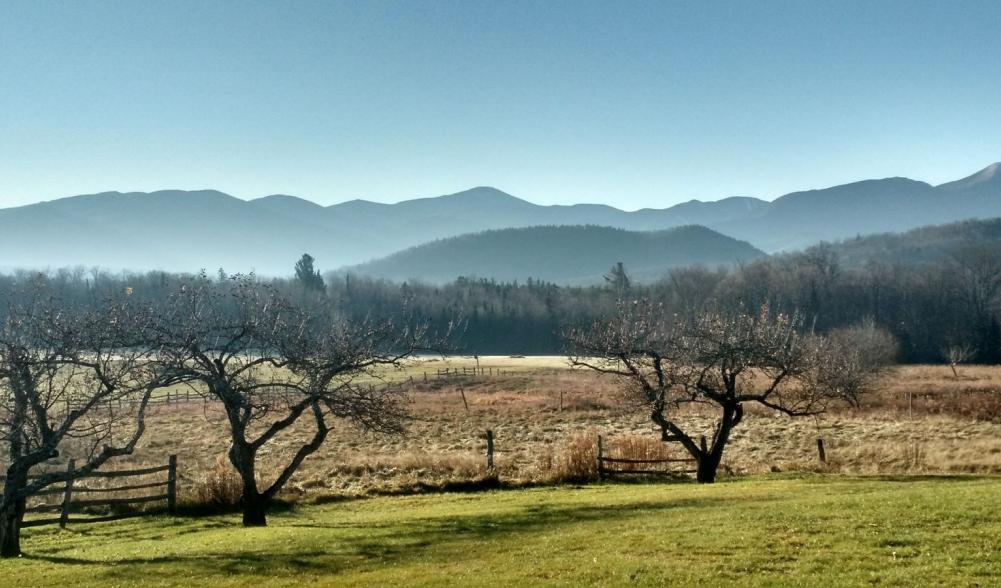 View of an orchard with mountains in the background