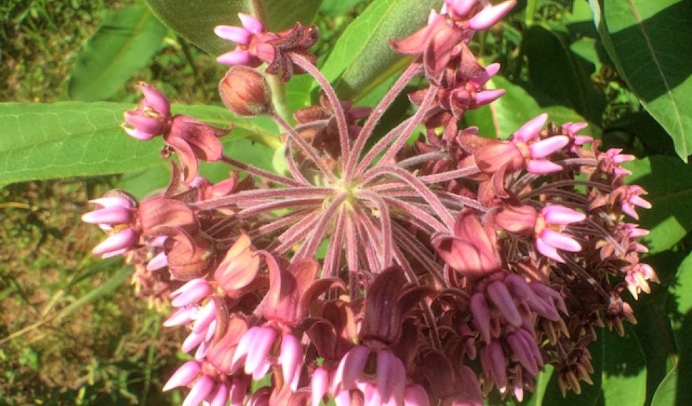 Swamp milkweed is one of the showiest of our wildflowers.