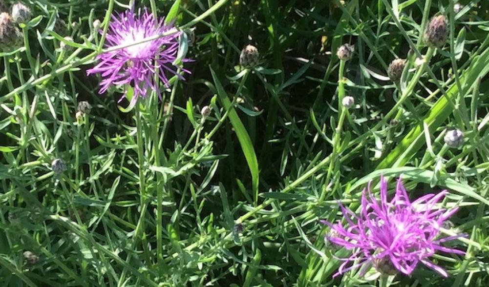 A fully opened bull thistle (Cirsium vulgare).