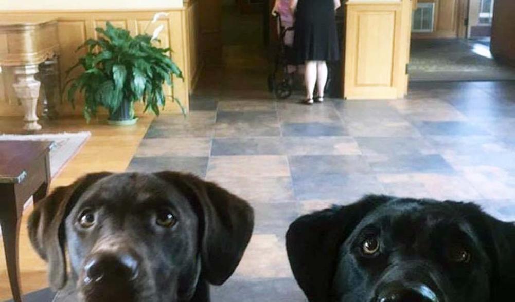 POV of two dogs appearing to check in at the desk at a pet friendly hotel in Lake Placid.