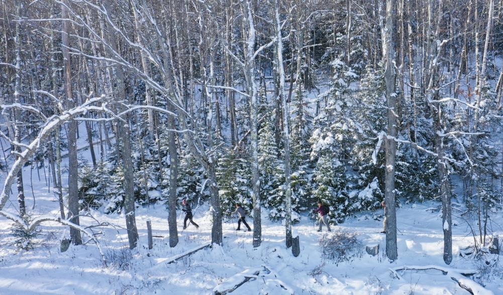 Scenic view of three skiers on a snowy, wooded cross-country ski trail.