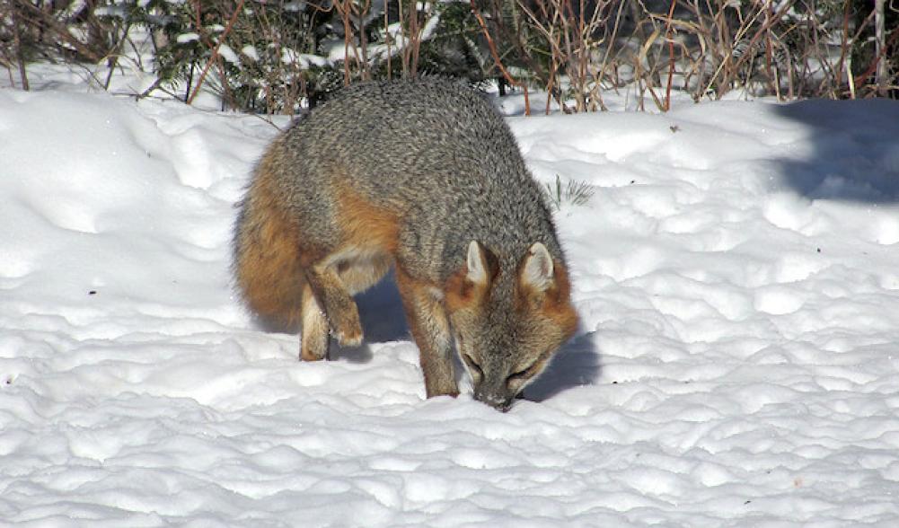 Plenty of wildlife watching opportunities.