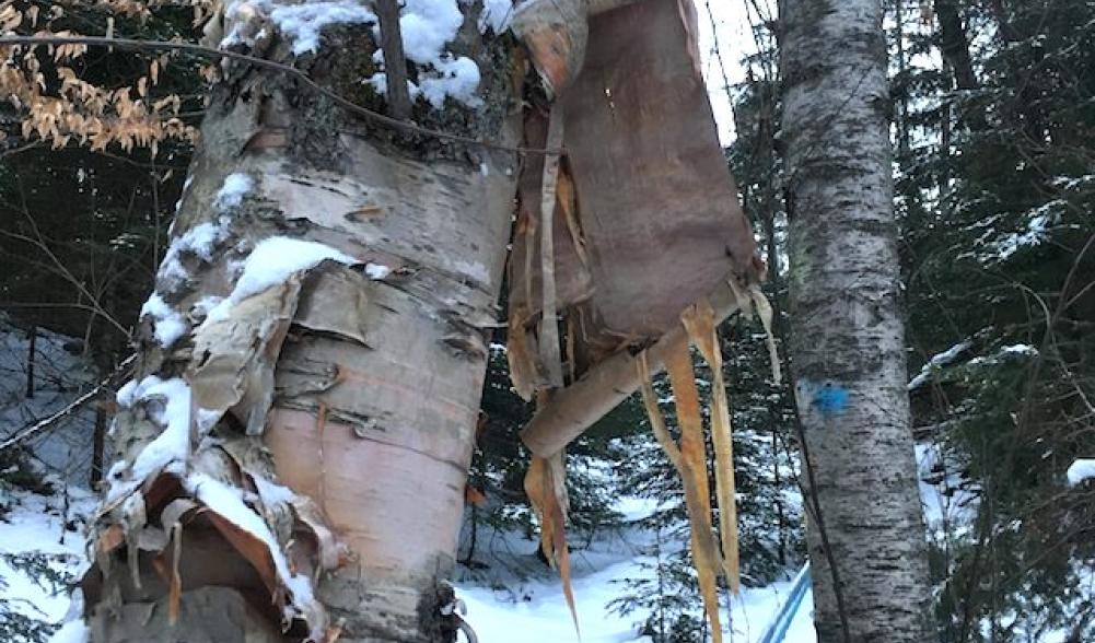 From the Native American birchbark bucket to the modern tapping method where a tube carries the sap to to the sugarhouse.
