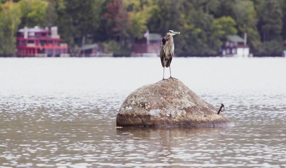 What a wonderful surprise this morning to get to see a Blue Heron hanging out at the lake.