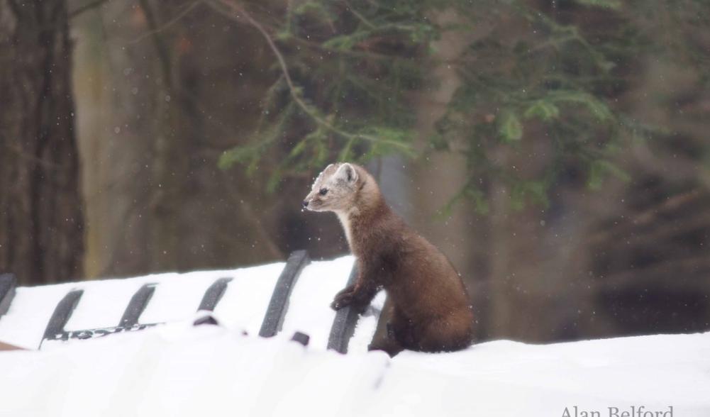 A marten looks around from its perch atop a dumpster.