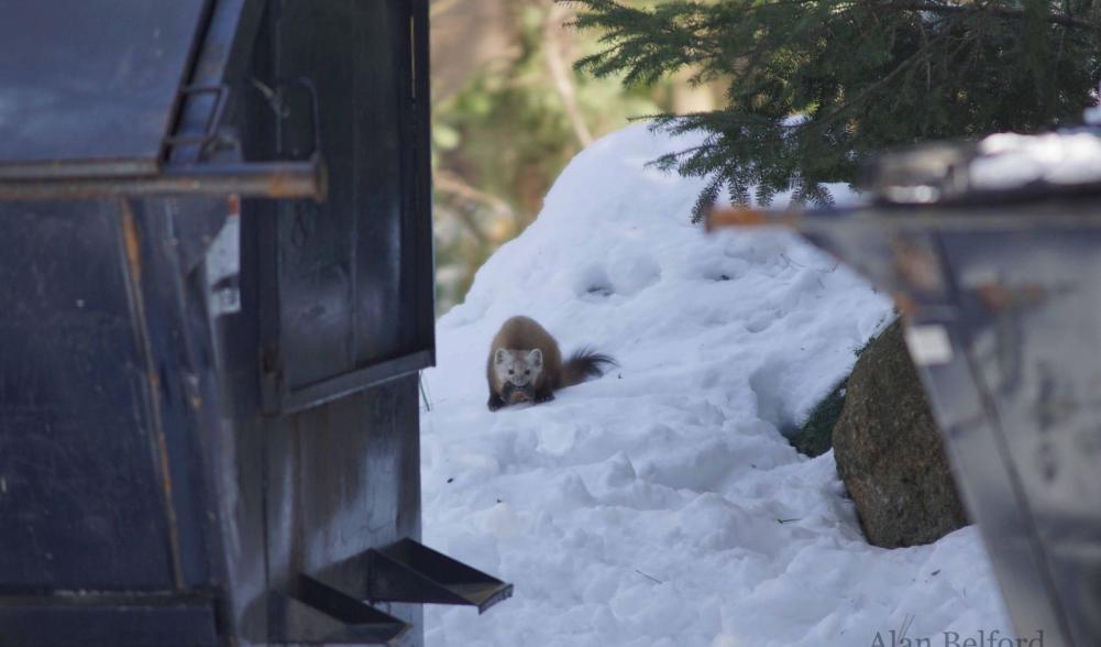 This marten caught a short-tailed shrew, a natural food amidst the temptation of less natural options.