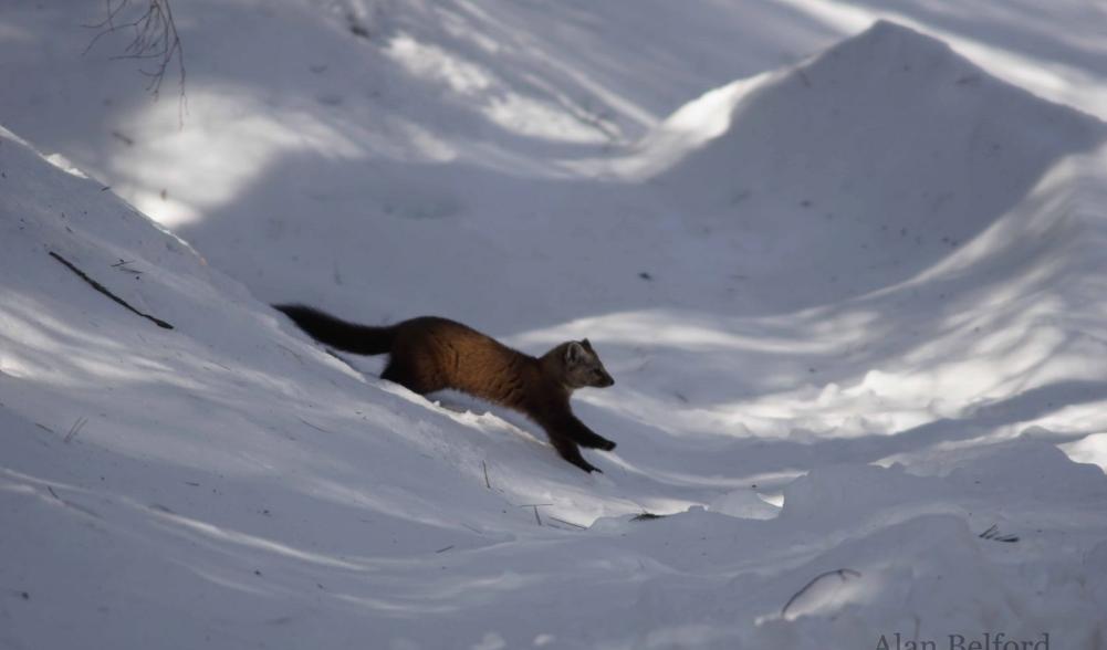 A marten hops down a snowbank in its search for food.
