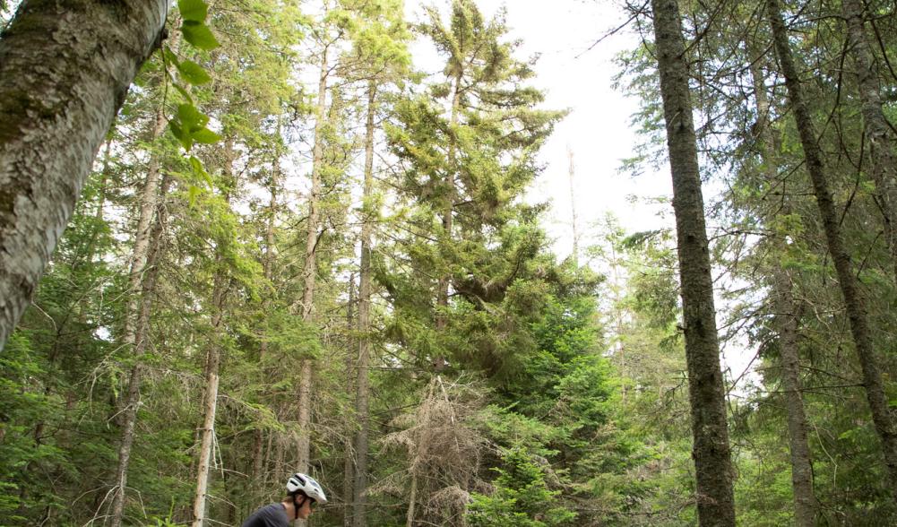 A man rides his mountain bike on a trail through the woods