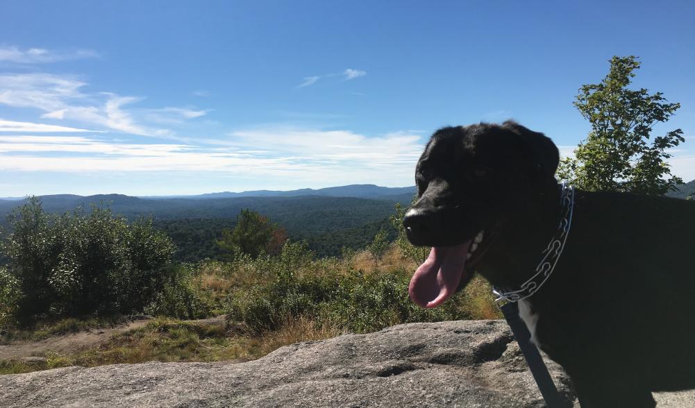 A black dog stands in front of a mountain range.