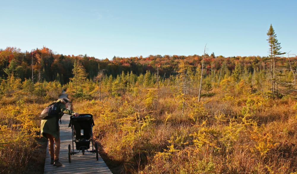 A yellow fall view from a boardwalk in a boreal habitat with conifer trees and fall colors in the background.