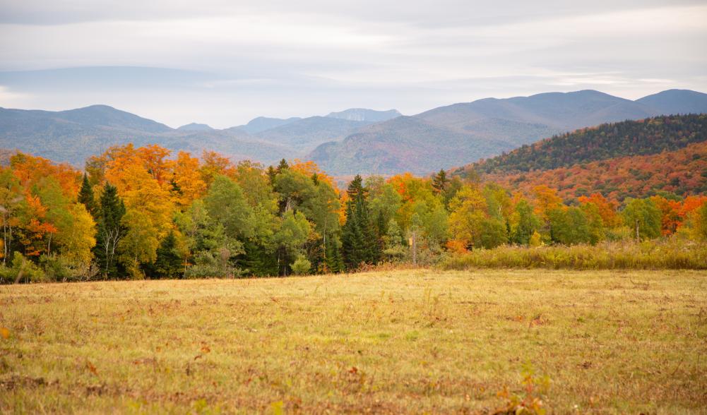 fall foliage amidst a large clearing