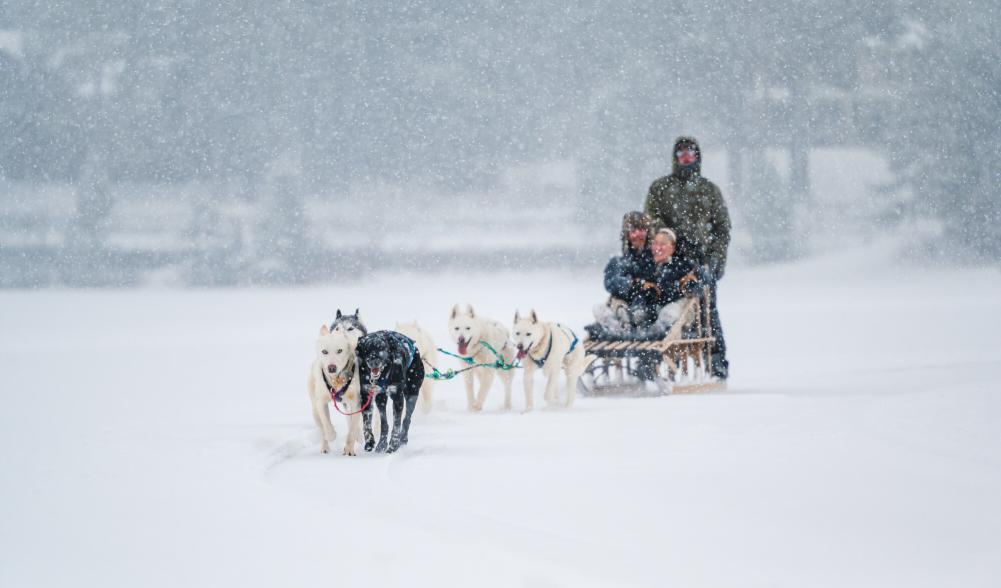 a couple rides on a sled pulled by eight dogs on the lake.