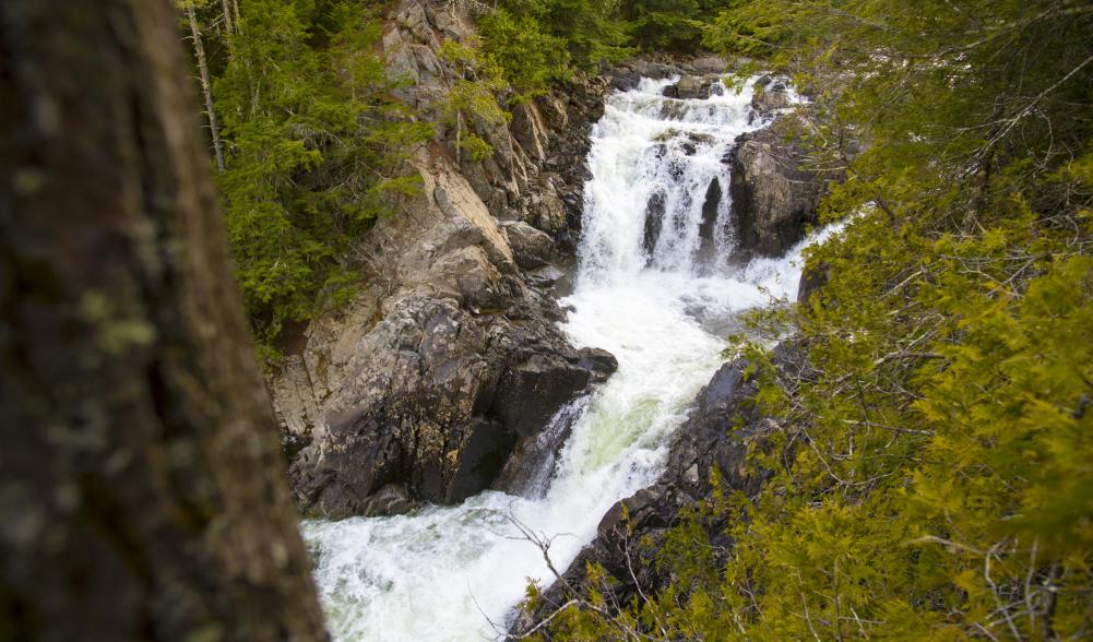 A waterfall surrounded by an evergreen forest.