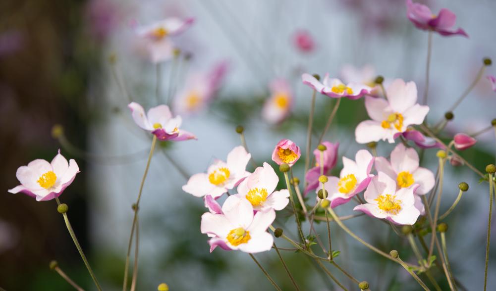 Spring wildflowers bloom a soft pink color