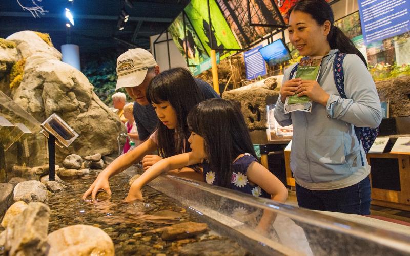 A family with two young children interact with a Wild Center water exhibit