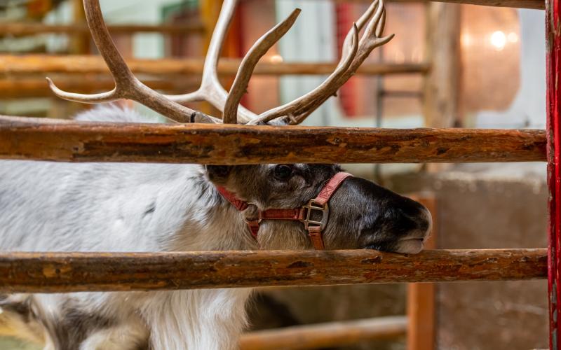Reindeer