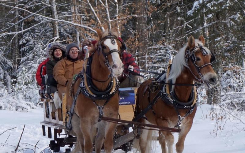 Horse drawn sleigh in the snow