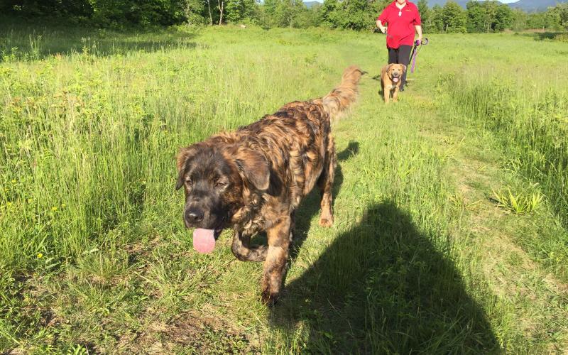 Dogs love hiking too.