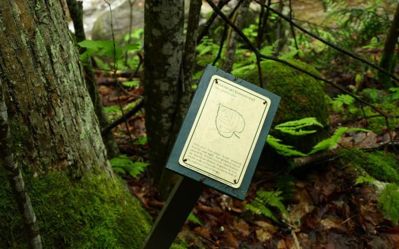 A sign for American basswood