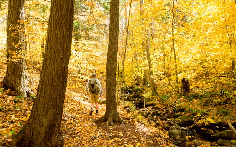 A hiker walking through golden trees