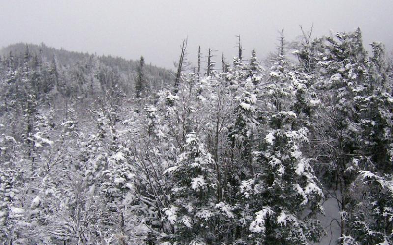 A snowy view of spruce trees in the mountains