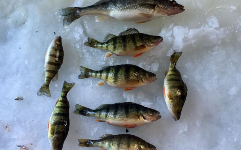 collection of caught perch laying on the ice.