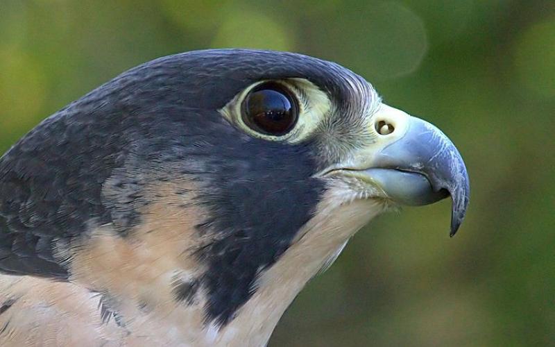 A peregrine falcon