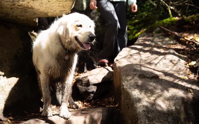 A dog hiking the trail on McKenzie Mountain