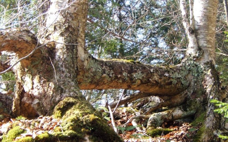 The Elk Pass Trail has many interesting features.