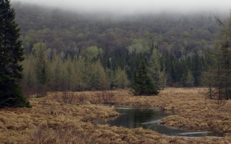 Abundant water sources and vegetation the way birds like.