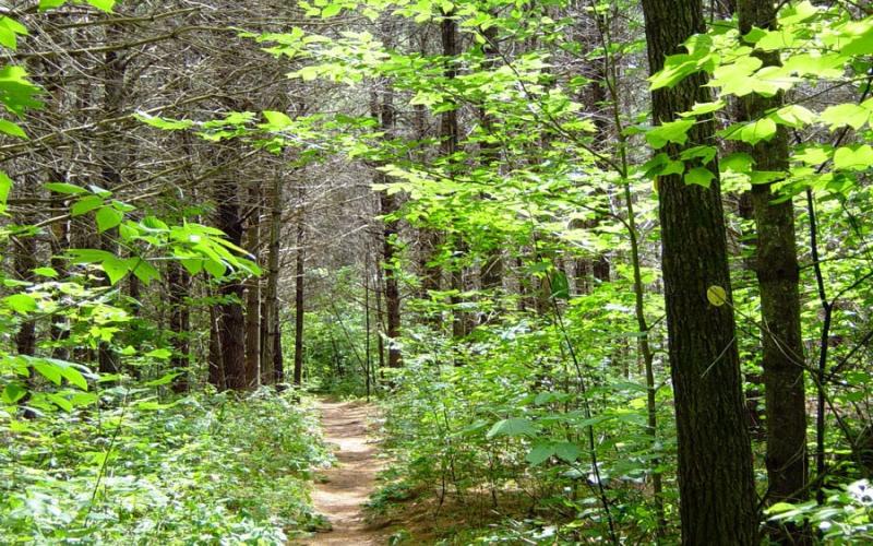 Blueberry Cobbles has an easy start through the forest.